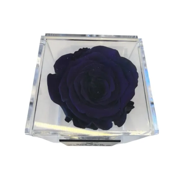 Rose éternelle Dark Purple Édition limitée